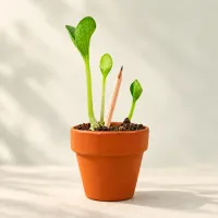 Groeipotlood met bedankkaart